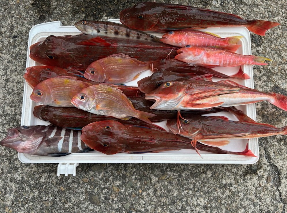 釣果情報～ホウボウ他