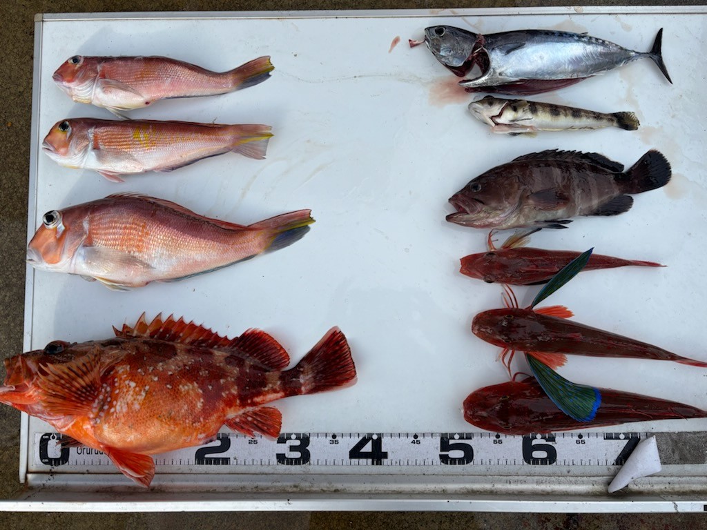 勝手に釣果情報！アマダイ・ホウボウ・アカムツなどなど。