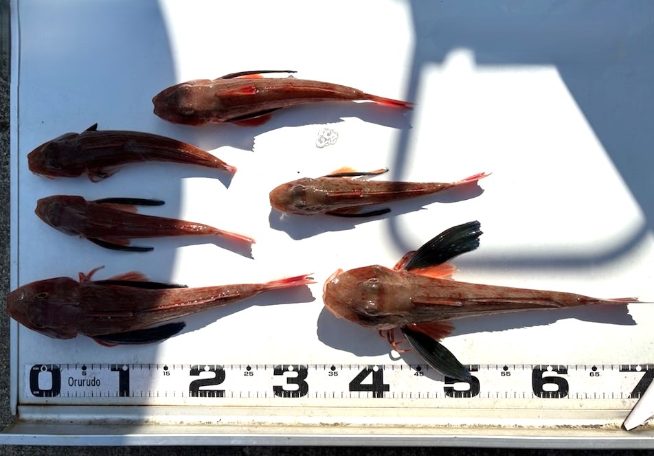 釣果情報～ホウボウ・マダイ・オニカサゴなどなど。