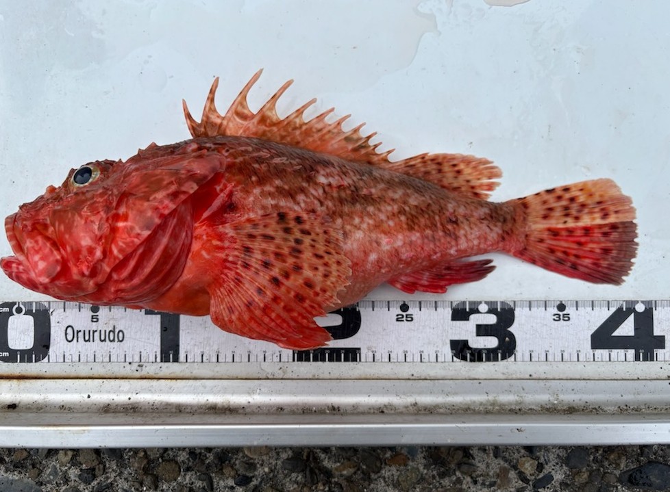 釣果情報～オニカサゴ