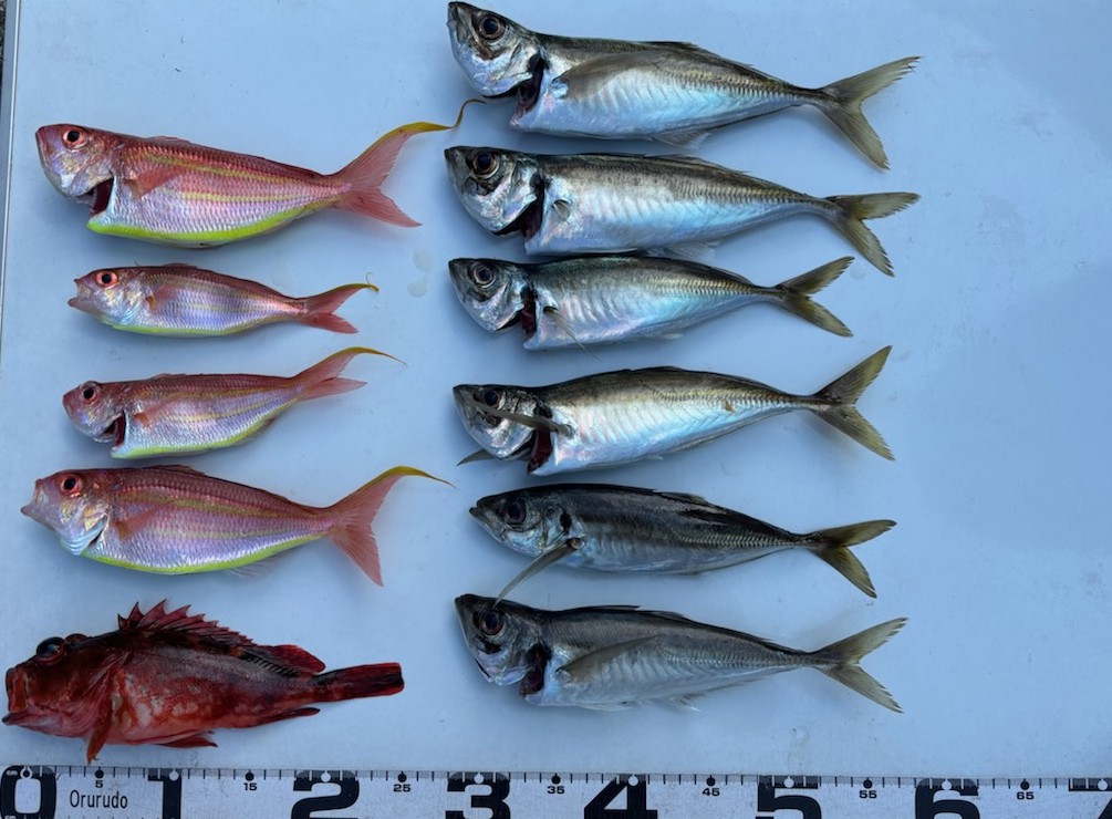 釣果情報～アジ・カサゴ・ソコイトヨリ