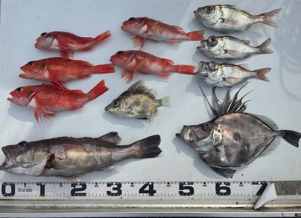 勝手に釣果情報！アラ・カガミダイ・ユメカサゴなどなど。