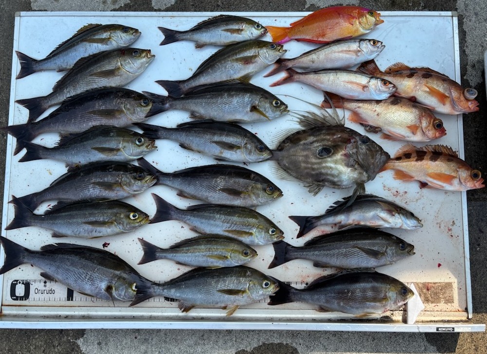 釣果情報～イサキ・アマダイ・クロムツなどなど。