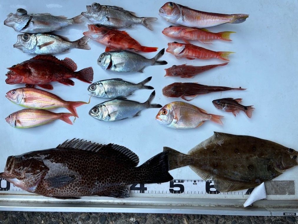 勝手に釣果情報！オオモンハタ・カレイなどなど。