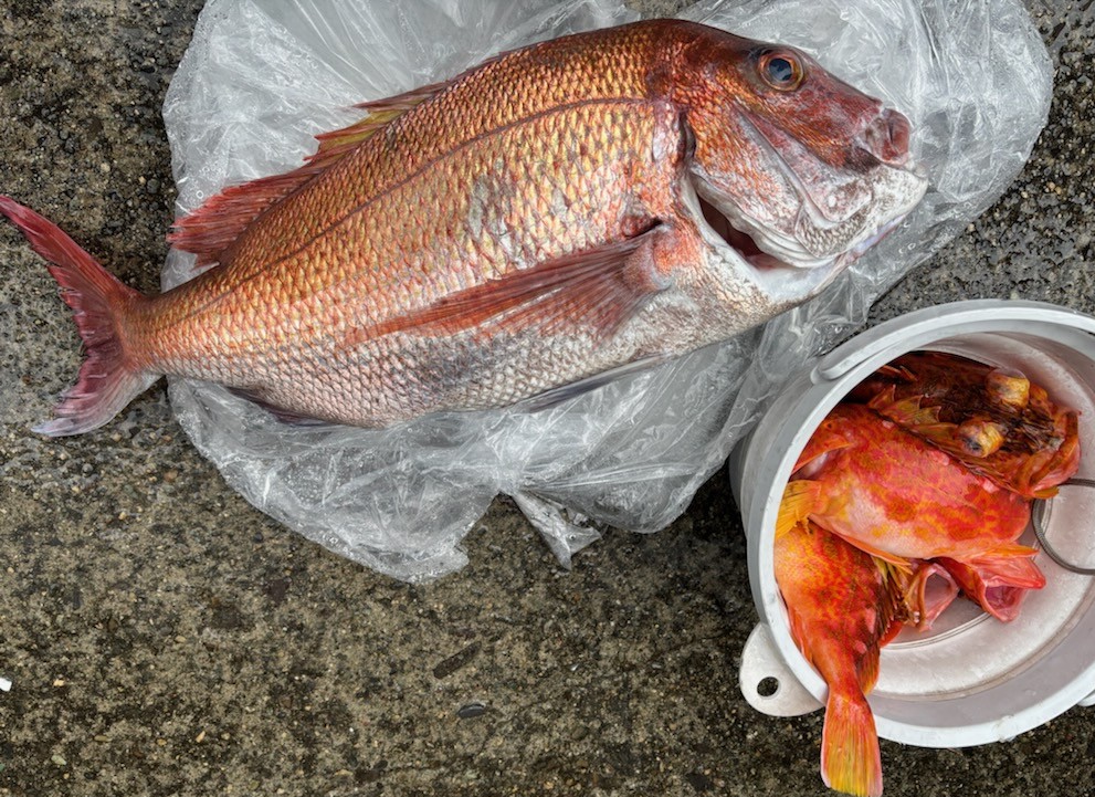 勝手に釣果情報！ジャンなボマダイとジャンボなアヤメカサゴ
