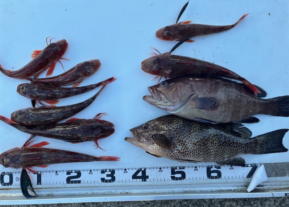 釣果情報～オオモンハタ・マハタ・ホウボウ