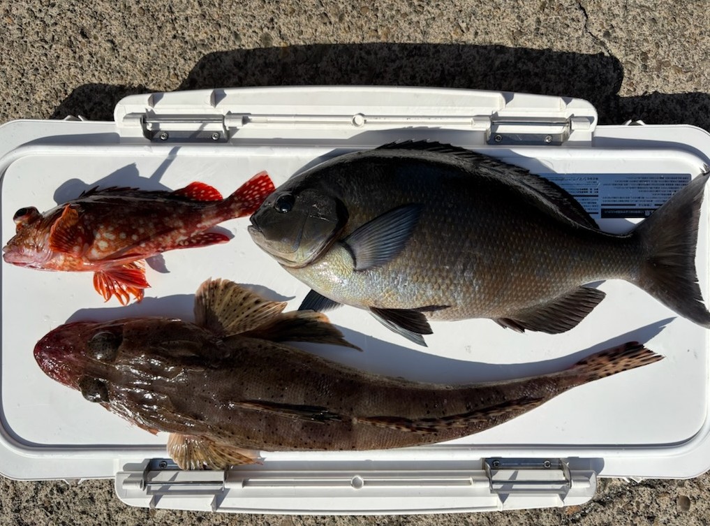 釣果情報～メジナ・ワニゴチ・カサゴ