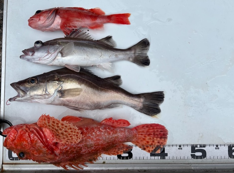 釣果情報～オニカサゴ・クロムツ・アラなどなど。