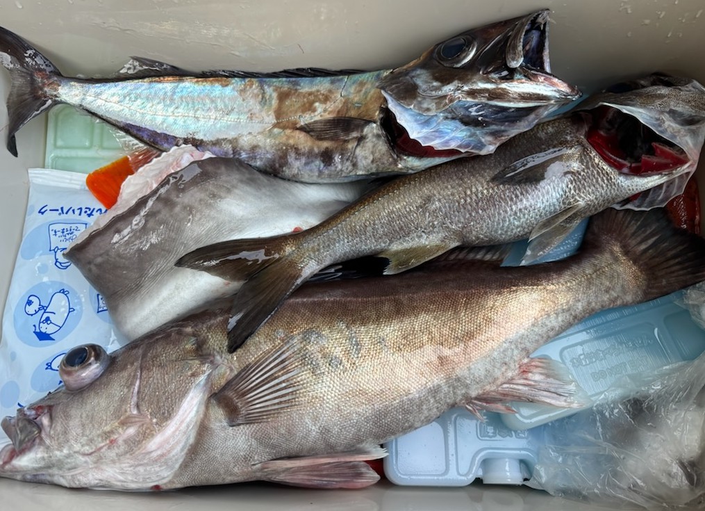 勝手に釣果情報！アラ・カンパチ・アカハタなどなど。