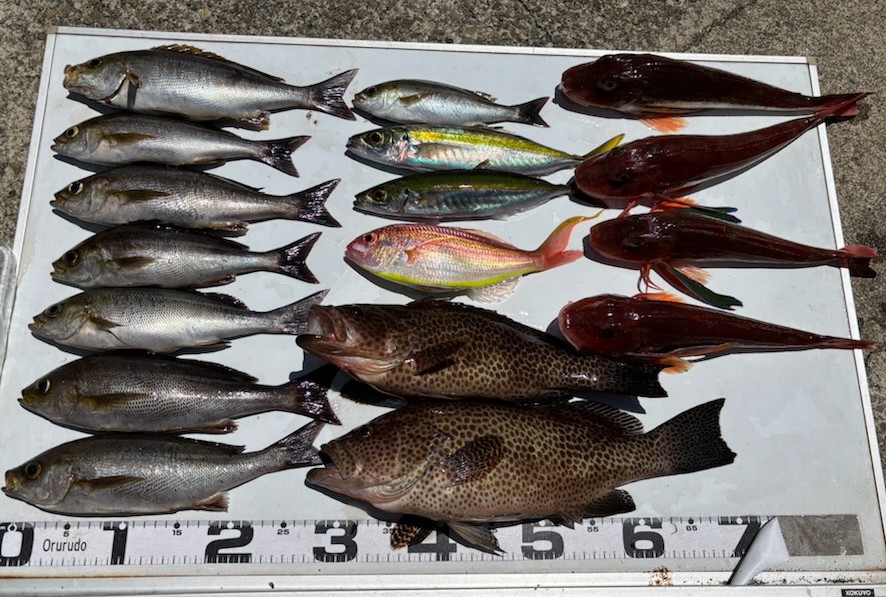 釣果情報～イサキ・ホウボウ・メジナなどなど。