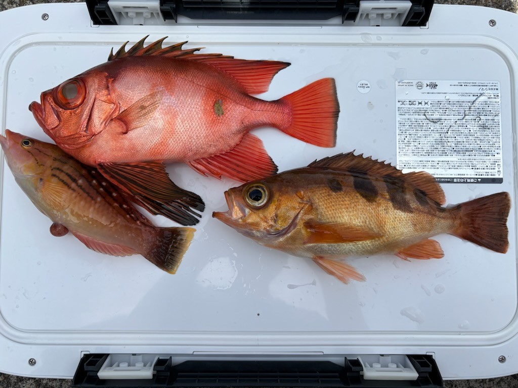 釣果情報～チカメキントキ・カサゴほか