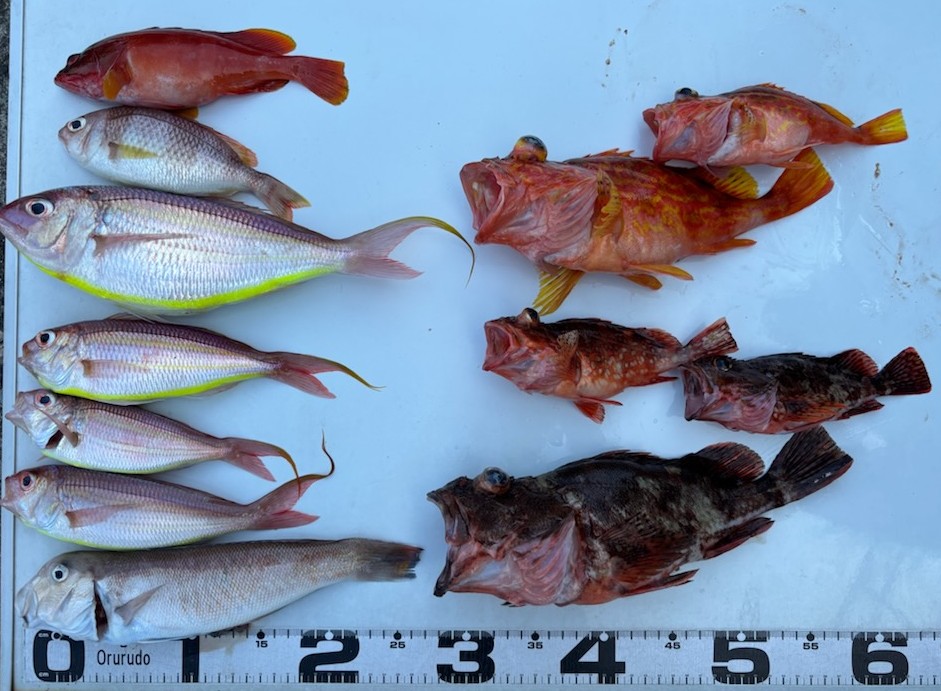 釣果情報～カサゴ・シロアマダイなどなど。