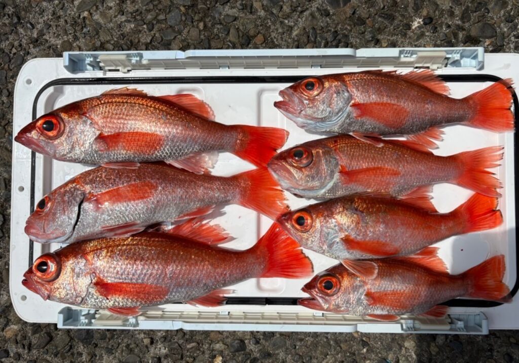 釣果情報～アカムツ・アカハタ他