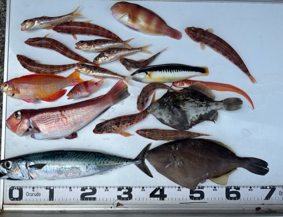 釣果情報～種類色々