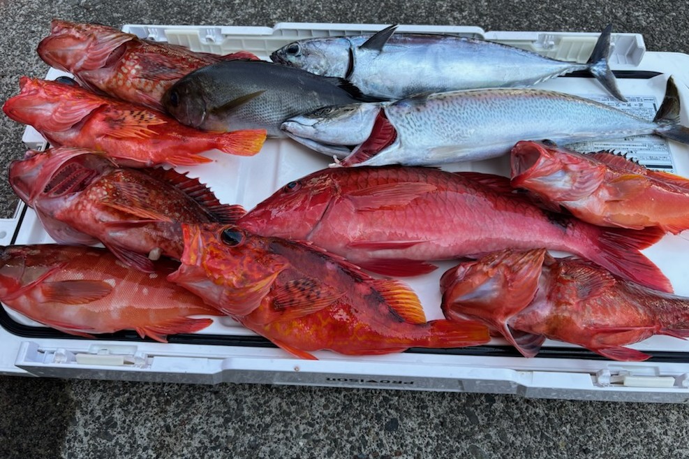 釣果情報～カサゴ・イサキ・キハダマグロほか