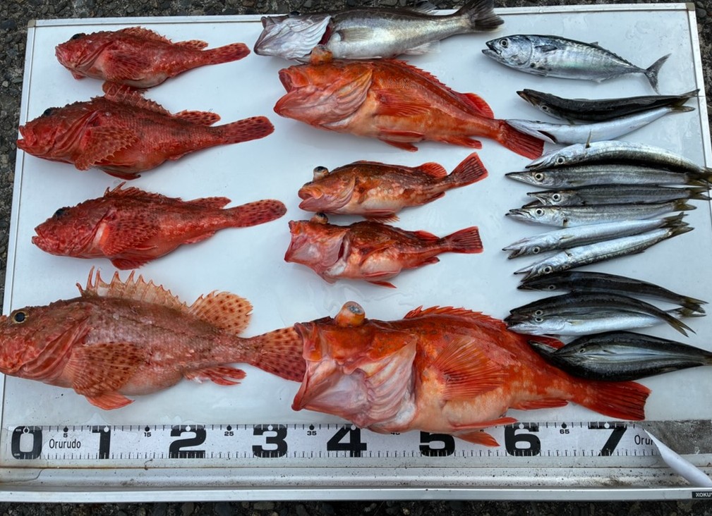 釣果情報～赤い魚が沢山！