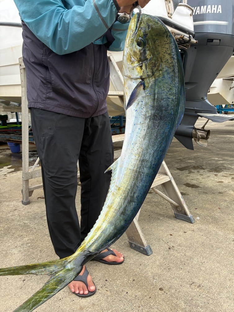 釣果情報～シイラ・チカメキントキなどなど。