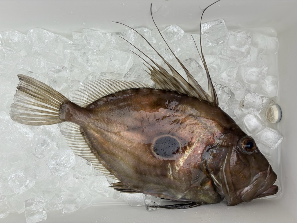 釣果情報～マトウダイ