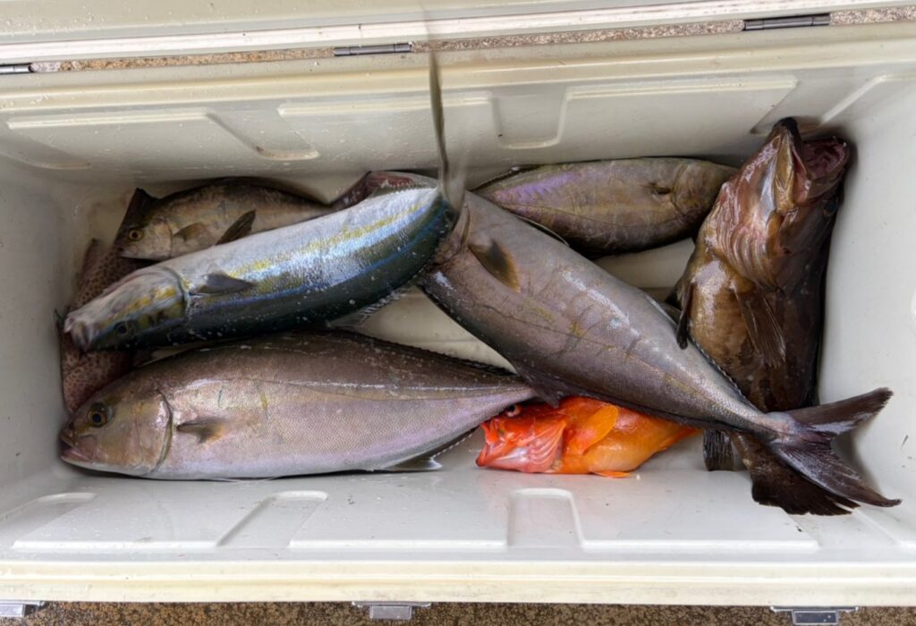 釣果情報～ツムブリ・カンパチなど