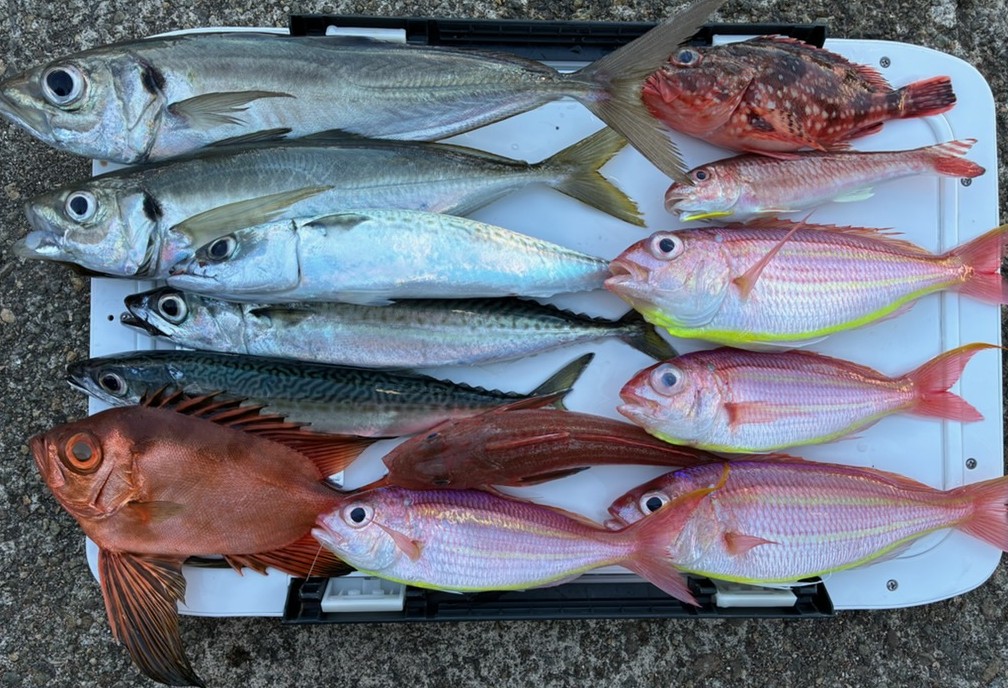 釣果情報～アジ・チカメキントキなどなど