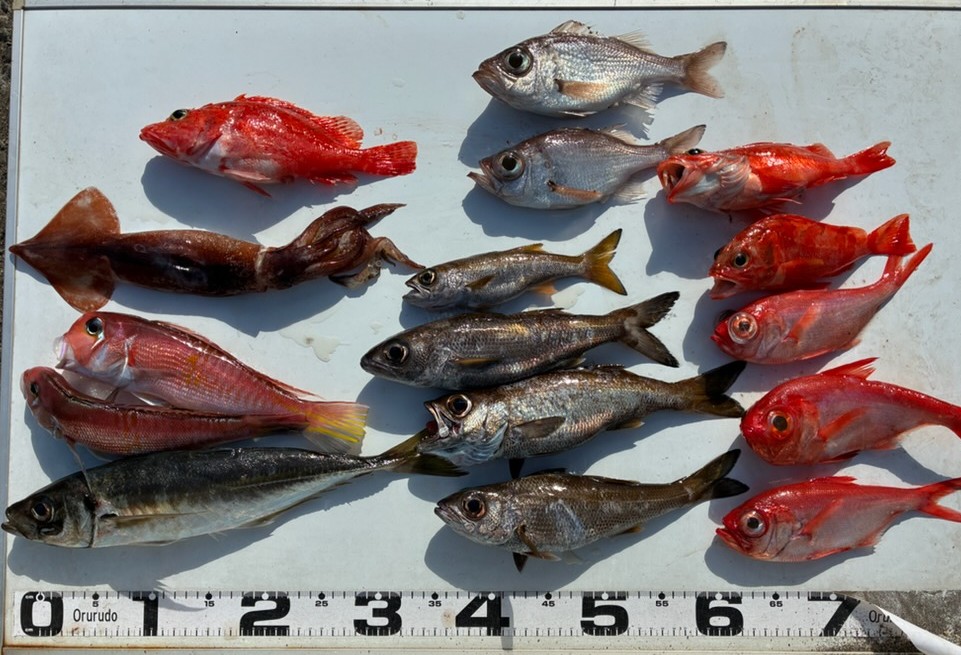 釣果情報～色々釣れた